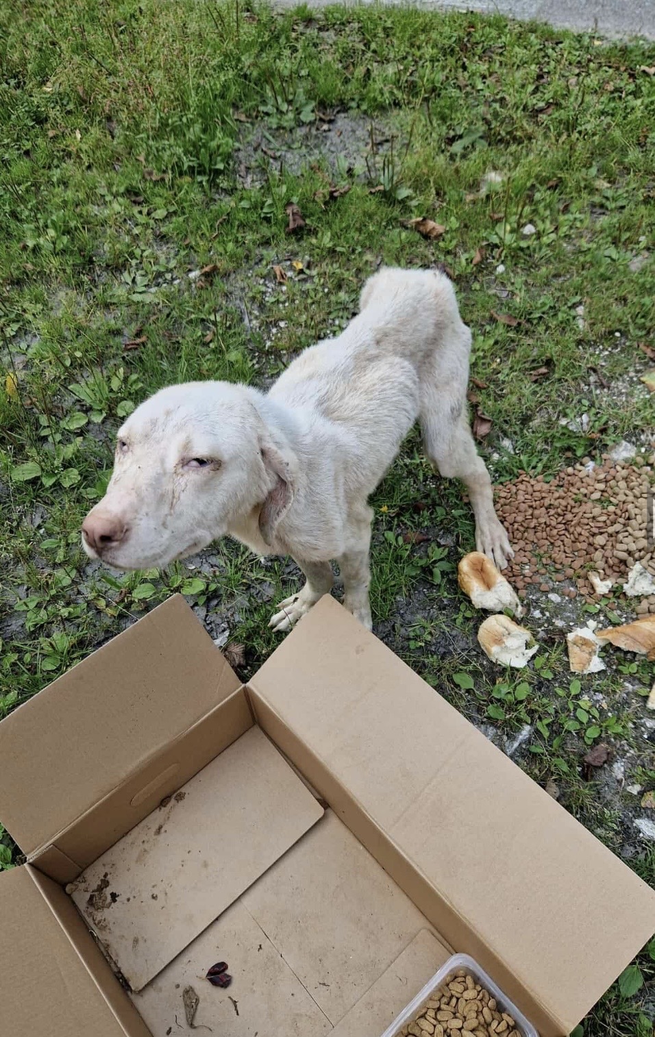 Bild von Laika.